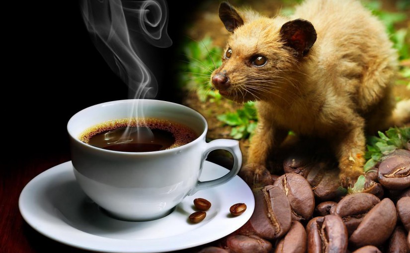 kopi-luwak-what-makes-the-coffee-the-most-expensive-in-the-world